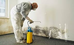 Best Attic Mold Removal  in Hemphill, TX